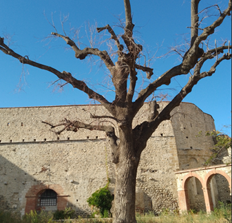 Photo pour l'abattage des arbres morts ou dangereux