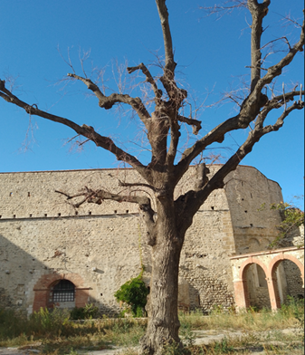 Photo pour l'abattage des arbres morts ou dangereux